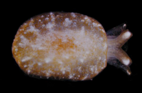 Pleurobranchus varians: young, 6 mm