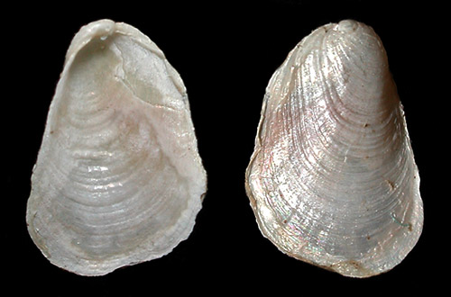 Pleurobranchus varians: shell