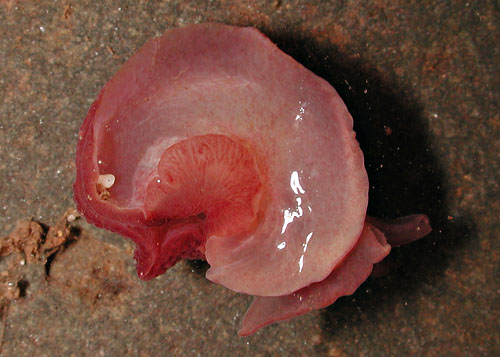 Pleurobranchus varians: underside, dark form