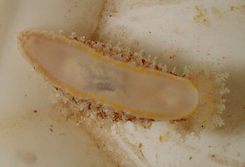 Plocamopherus ceylonicus: underside