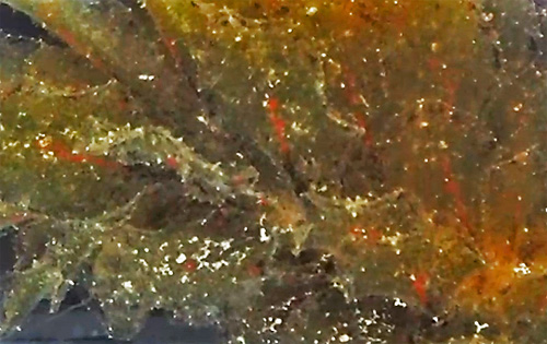 Polybranchia jannae: red patches