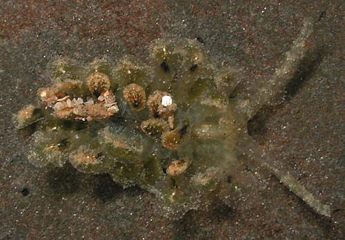 Polybranchia jensenae: young, 14 mm
