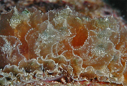 Polybranchia samanthae: detail