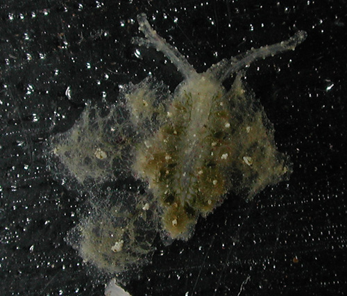 Polybranchia samanthae: young, 4mm