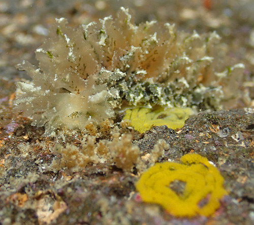 Polybranchia samanthae: with egg masses