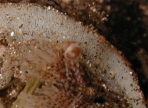 Polycera abei: egg mass detail