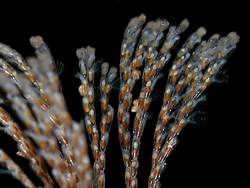 Polycera abei: bryozoan detail