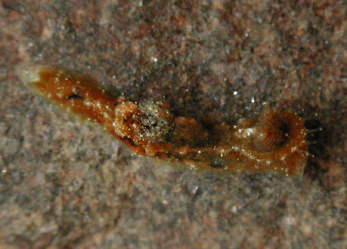 Polycera japonica: crawling