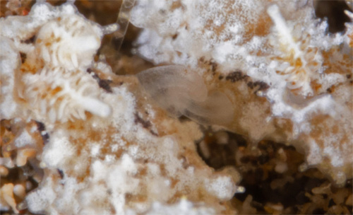 Polycera sp. #3: mating, detail