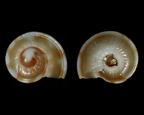 Psilaxis oxytropis: young shell