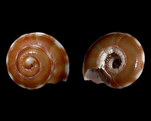 Psilaxis oxytropis: shell