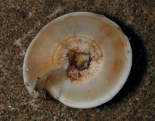 Psilaxis radiatus: underside