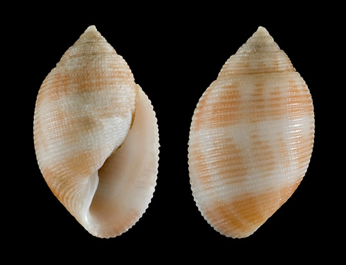 Pupa pudica: shell