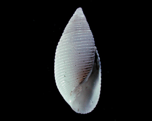 Pupa sp. #1: shell