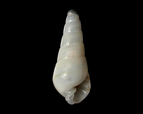 Pyramidella dolabrata: young shell