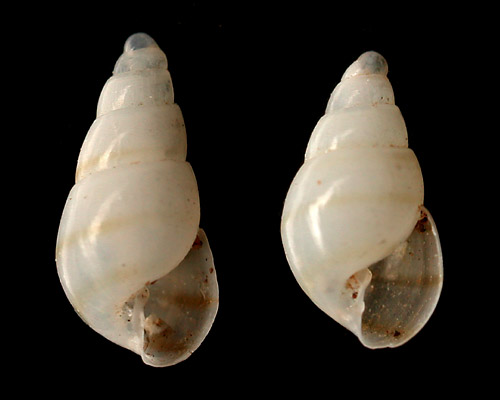 Pyramidella dolabrata: young shell, broader