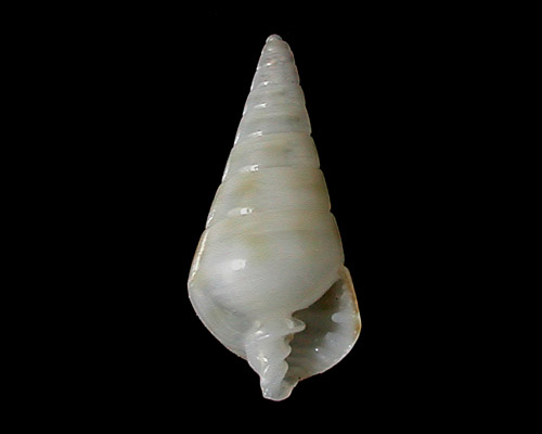 Pyramidella sulcata: young shell