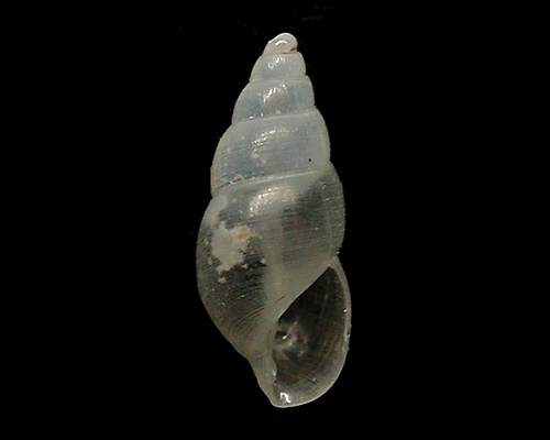 Unidentified Pyramidellid #19: shell