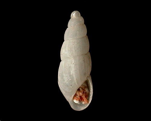 Unidentified Pyramidellid #9: shell