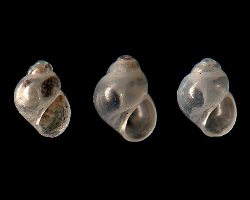 Rissoella longispira: shell