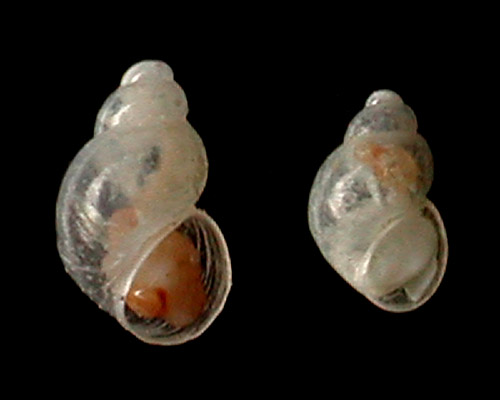 Rissoella sp. #1: shell