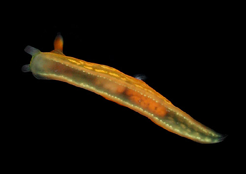 Roboastra gracilis: underside