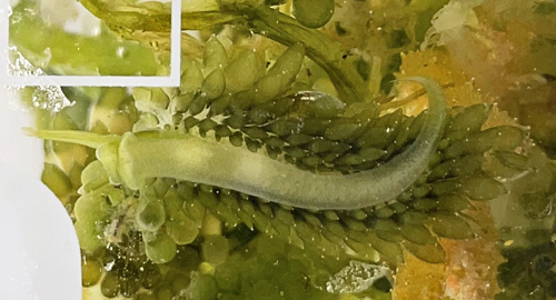 Sacoproteus cf. smaragdinus: underside