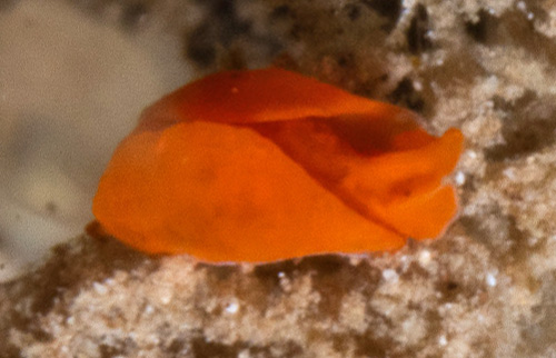 Sagaminopteron pohnpei: orange form, front