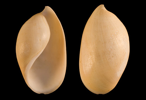Scaphader alatus: shell