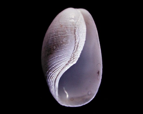 Scaphander pustulosus: shell