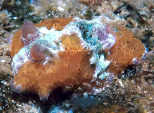 Sclerodoris rubicunda