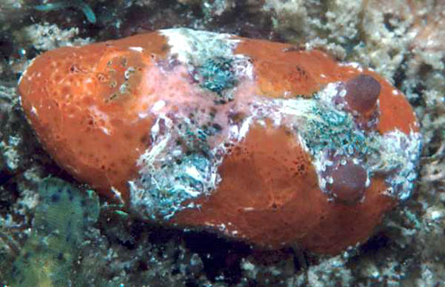 Sclerodoris rubicunda: top