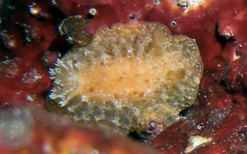 Sclerodoris sp. #2: young, about 10 mm