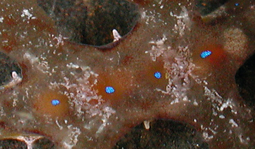 Scyllae sp. #1: ocelli detail, translucent