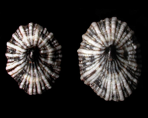 Siphonaria normalis: shell