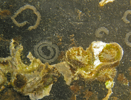 Siphonaria normalis: with egg masses