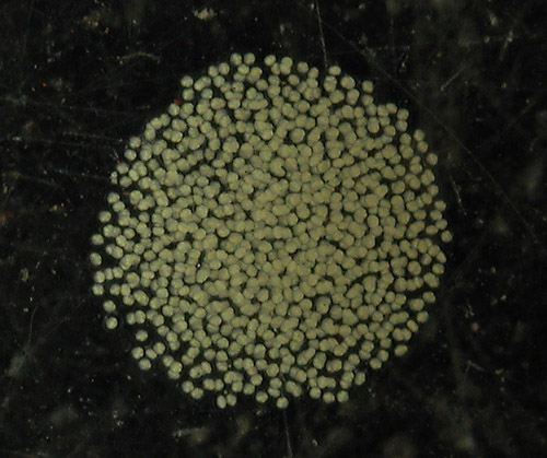 Siphopteron sp. #1: egg mass
