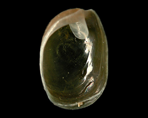 Smaragdinella calyculata: shell