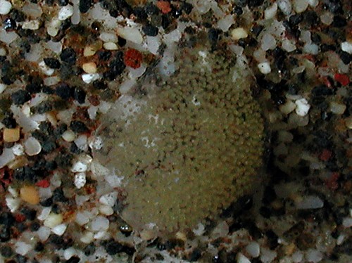 Smaragdinella calyculata: egg mass