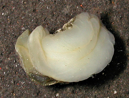 Smaragdinella calyculata: underside