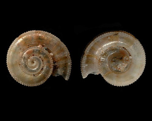 Spirolaxis rotulacatharinea: shell