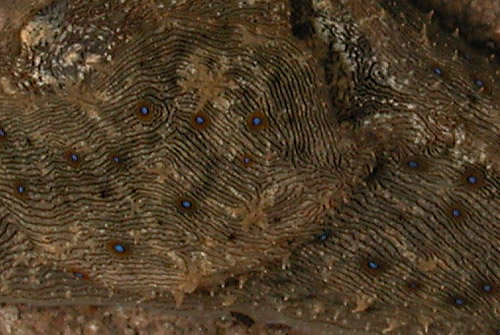Stylocheilus striatus: ocelli detail