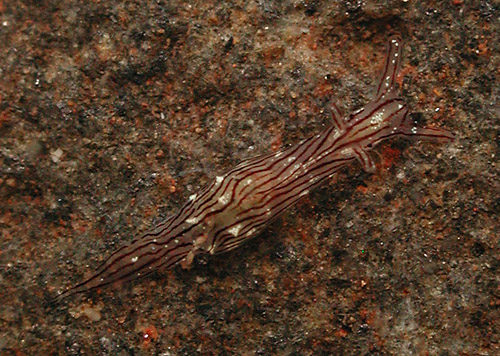 Stylocheilus striatus: young, 4 mm