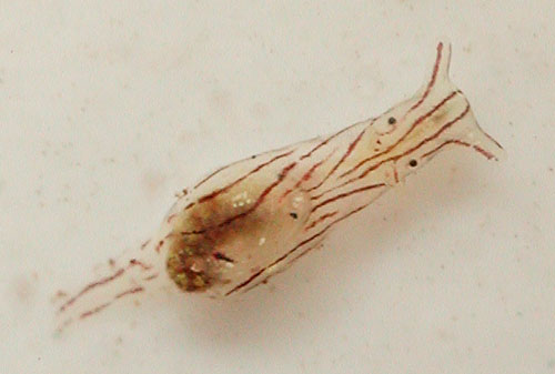 Stylocheilus striatus: young, 2 mm