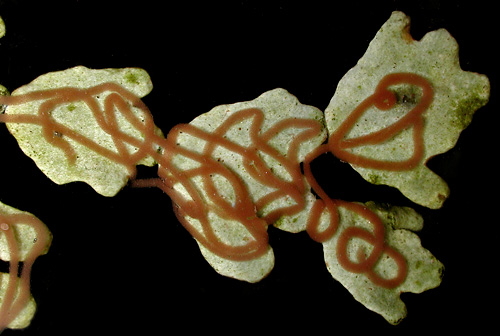 Stylocheilus striatus: on Halimeda