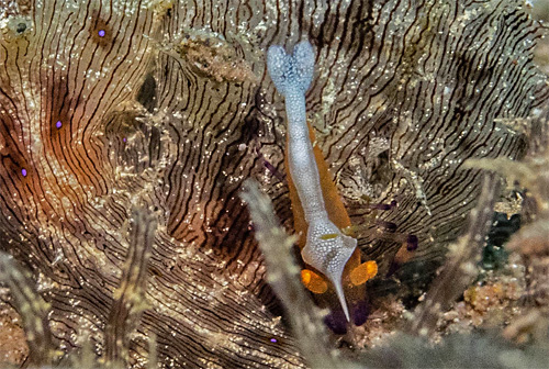 Stylocheilus striatus: with shrimp, detail