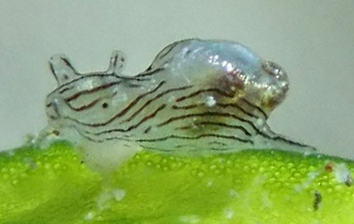 Stylocheilus striatus: young, < 2 mm