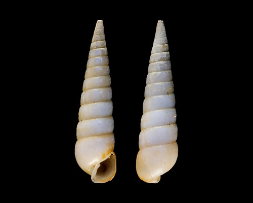 Syrnola aciculata: shell