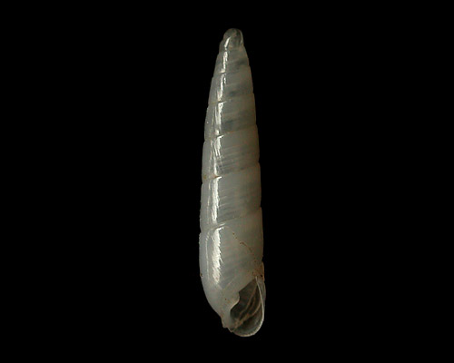 Syrnola cf. teretiuscula: shell