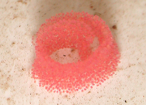 Thordisa albomacula: egg mass